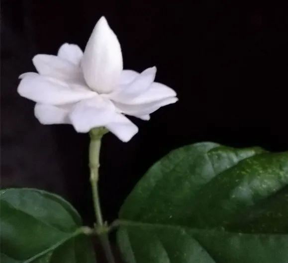 茉莉花后赶紧剪，剪完就开花，一直剪一直开