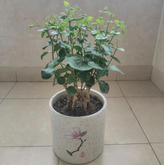 茉莉花后赶紧剪，剪完就开花，一直剪一直开