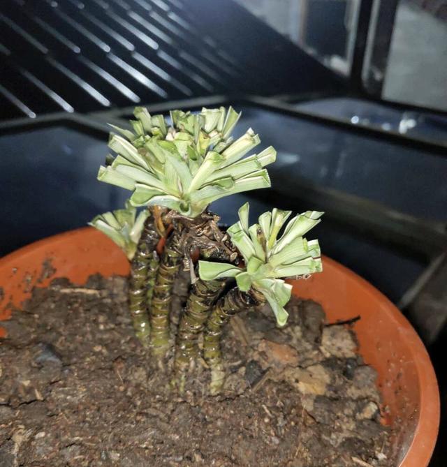 花了3年时间，他把吊兰养成“老桩”，花友们都质疑：是假的