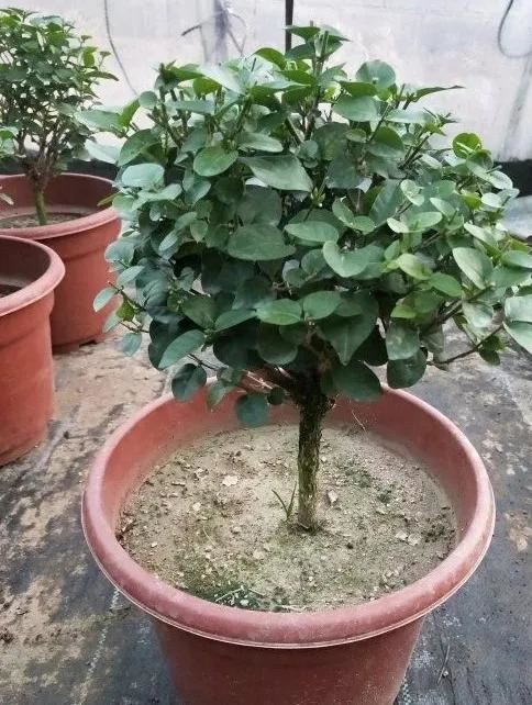 茉莉花后赶紧剪，剪完就开花，一直剪一直开