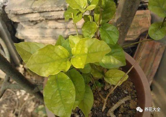 茉莉花后赶紧剪，剪完就开花，一直剪一直开