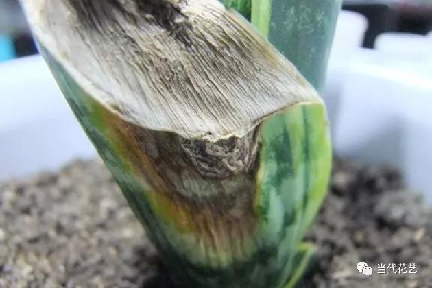 虎皮兰换盆后多久可以浇水呢？这样一盆变多盆，长得高又壮