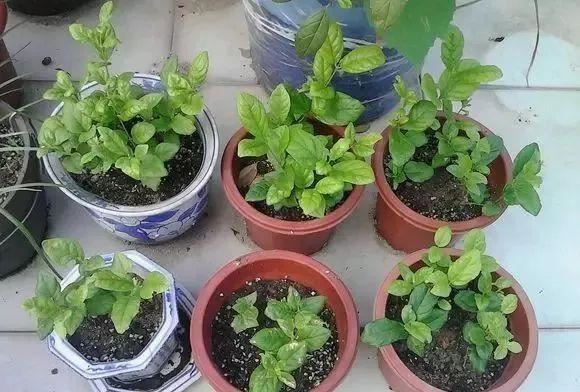 茉莉花后赶紧剪，剪完就开花，一直剪一直开