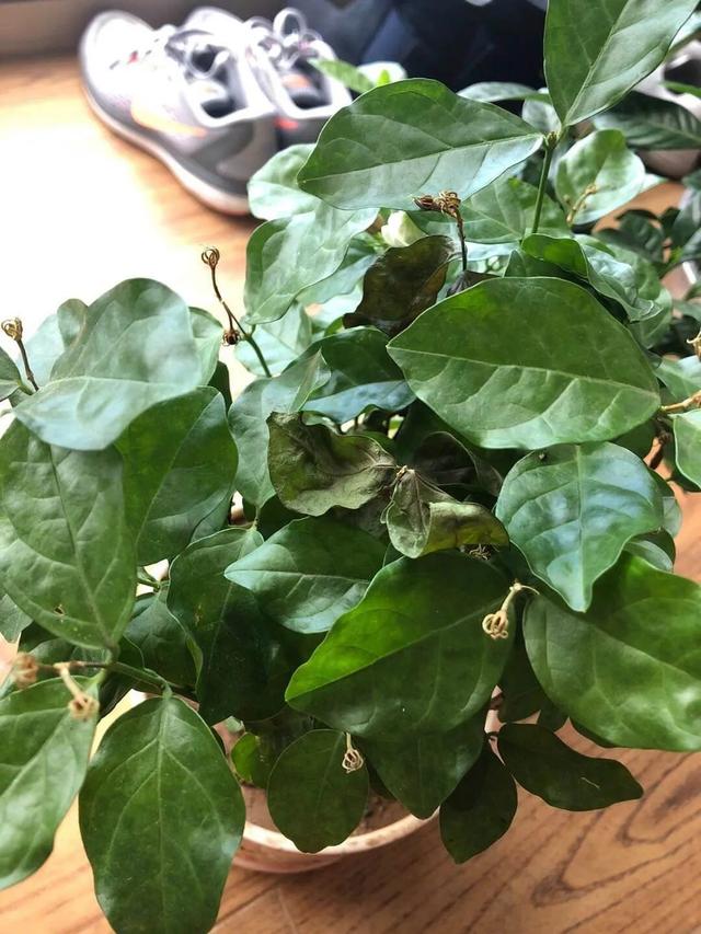 茉莉花后赶紧剪，剪完就开花，一直剪一直开