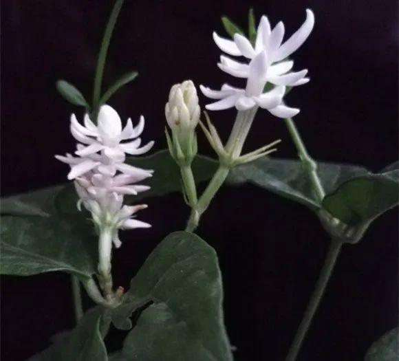 茉莉花后赶紧剪，剪完就开花，一直剪一直开