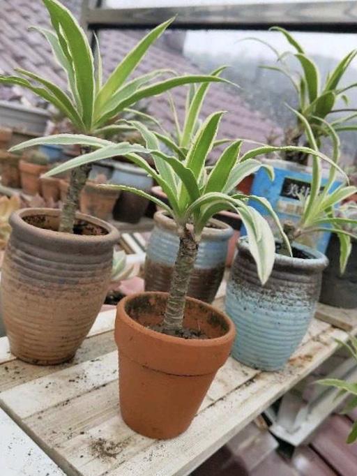 花了3年时间，他把吊兰养成“老桩”，花友们都质疑：是假的