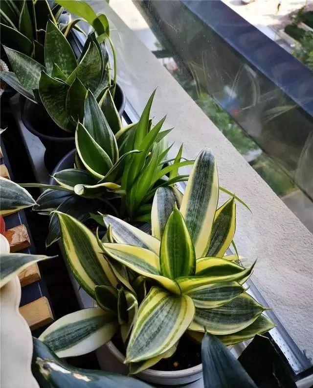 虎皮兰叶子卷，皱巴巴？改2错，叶子唰唰立起来，直挺挺，绿油油