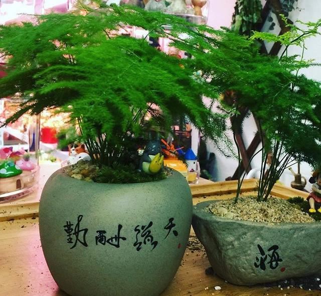 这5种花要“穷养”，栽到小盆里“挤一挤”不烂根，侧芽嗖嗖冒