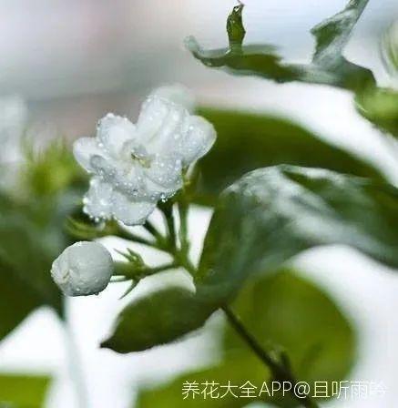 茉莉花后赶紧剪，剪完就开花，一直剪一直开