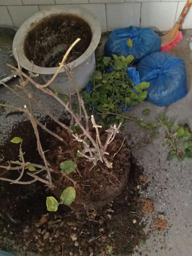 买花遇到某种盆土，千万别犯懒、犹豫，再不换掉就要扔出门！