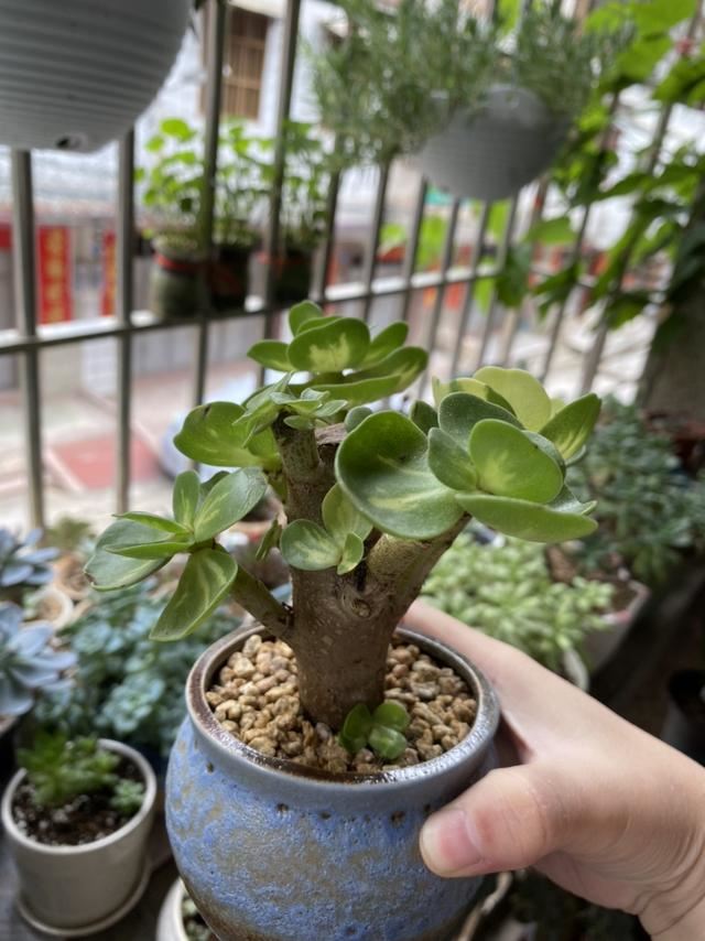 矮壮素是个好东西，养花美观离不开，一点点就能紧凑成花球