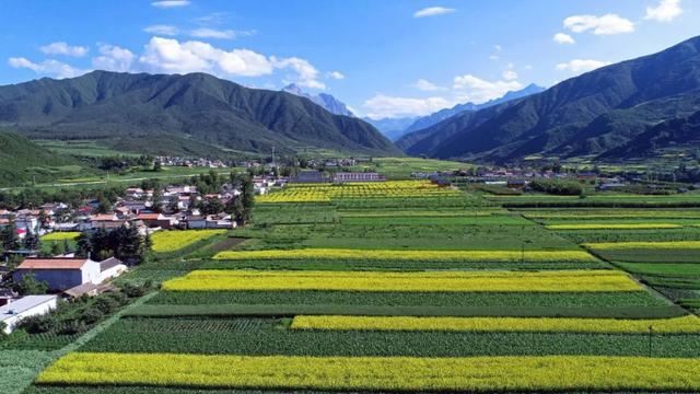 临夏县3.4万亩油菜花迎来最佳花期