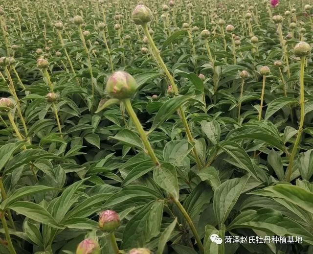 进口芍药在国内的适应性怎么样？进口芍药品种适合切花吗？