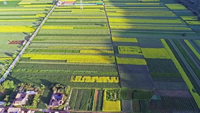 临夏县3.4万亩油菜花迎来最佳花期