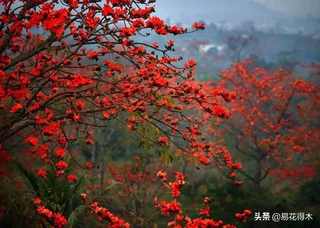 木棉花和火焰树图片