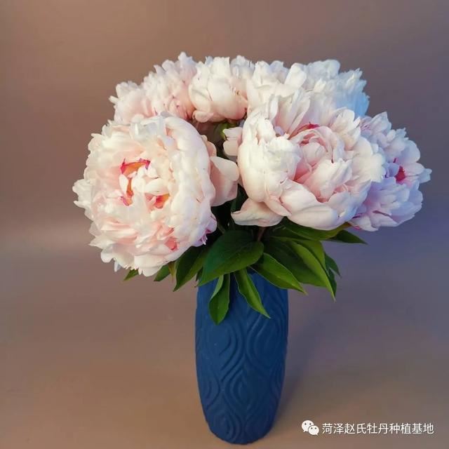 进口芍药在国内的适应性怎么样？进口芍药品种适合切花吗？