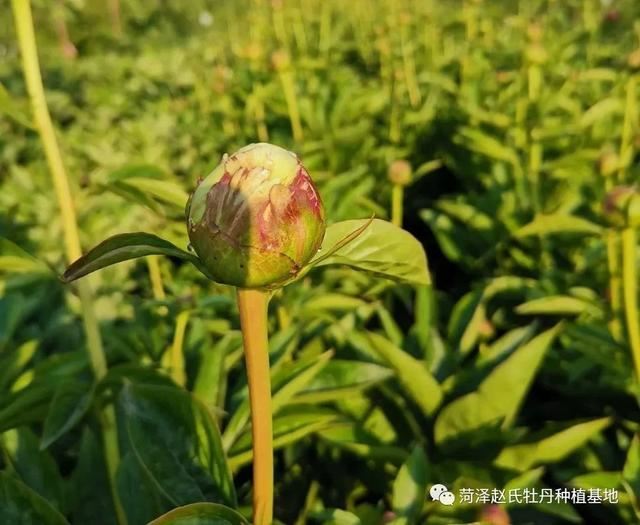 进口芍药在国内的适应性怎么样？进口芍药品种适合切花吗？