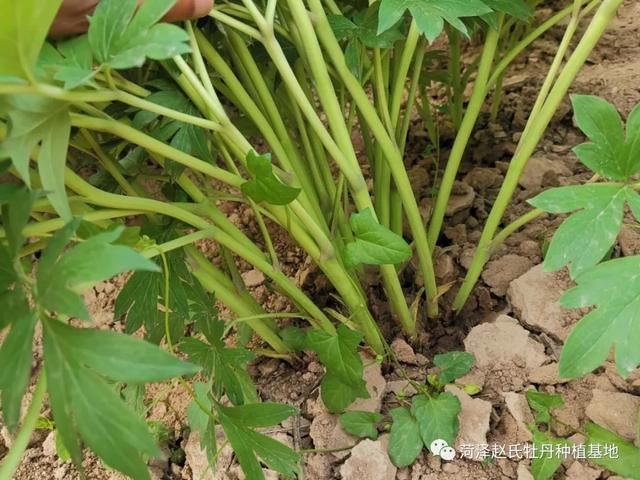 进口芍药在国内的适应性怎么样？进口芍药品种适合切花吗？