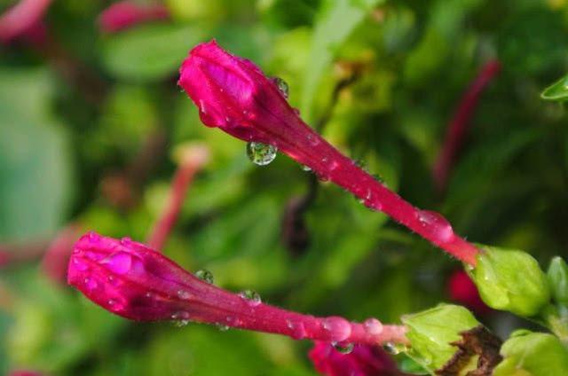 农村“地雷花”，只在下午开花，有着药用价值，现被广泛种植