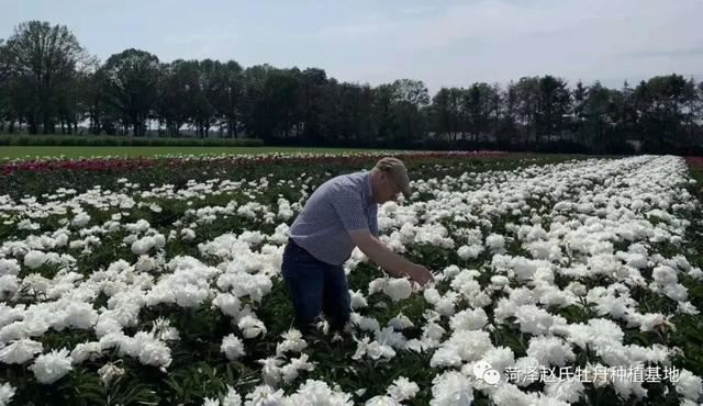 进口芍药在国内的适应性怎么样？进口芍药品种适合切花吗？