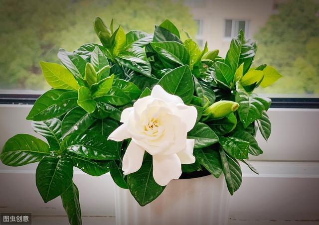 栀子花养护方法，把这5点做好，植株健康生长旺盛