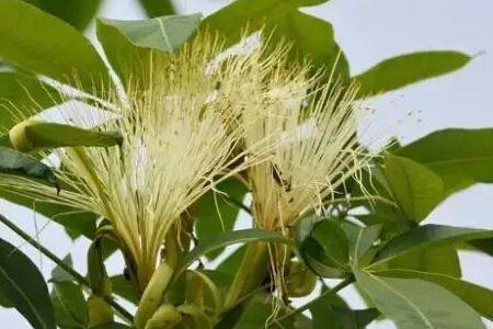发财树也能开花？你没有看错，花型清新纯洁真可爱