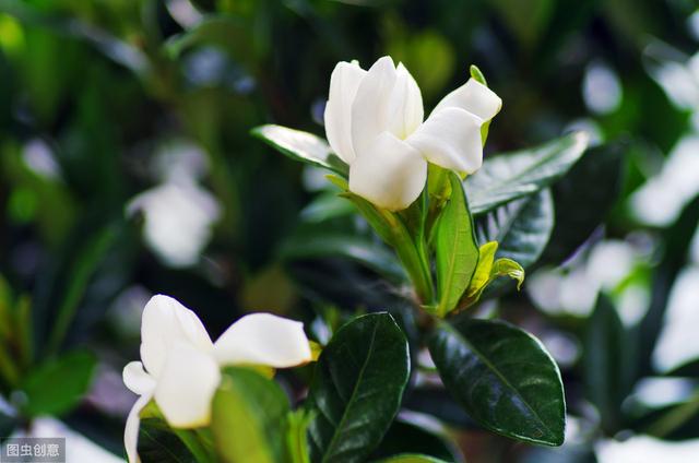 栀子花养护方法，把这5点做好，植株健康生长旺盛
