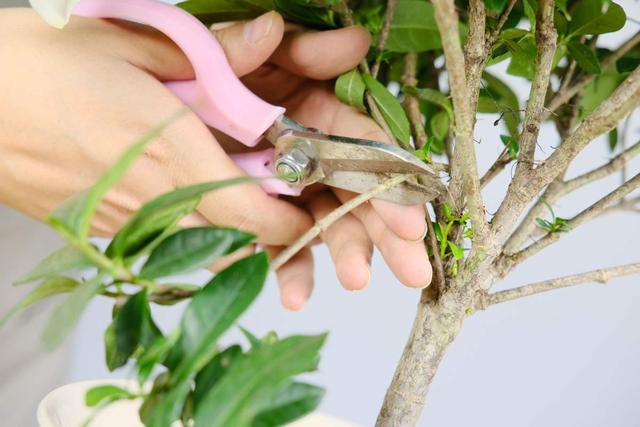 花后养护很重要，如果少做了2件事，来年再也不开花！