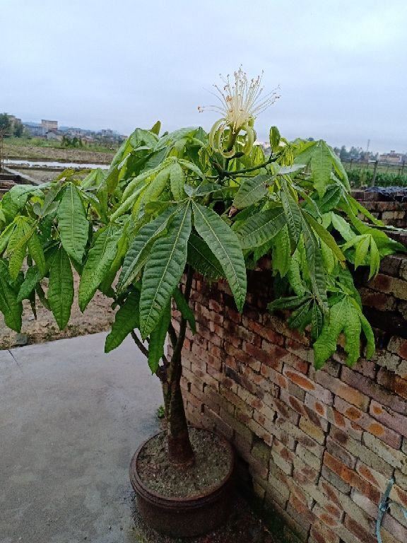 发财树也能开花?你没有看错,花型清新纯洁真可爱