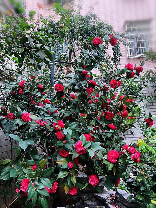 花后养护很重要，如果少做了2件事，来年再也不开花！
