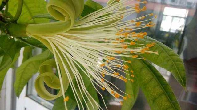 发财树也能开花？你没有看错，花型清新纯洁真可爱