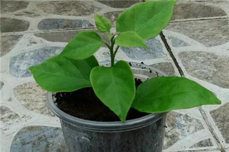 发财树也能开花？你没有看错，花型清新纯洁真可爱