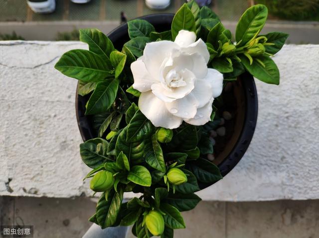 栀子花养护方法，把这5点做好，植株健康生长旺盛