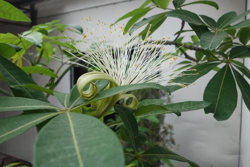发财树也能开花？你没有看错，花型清新纯洁真可爱
