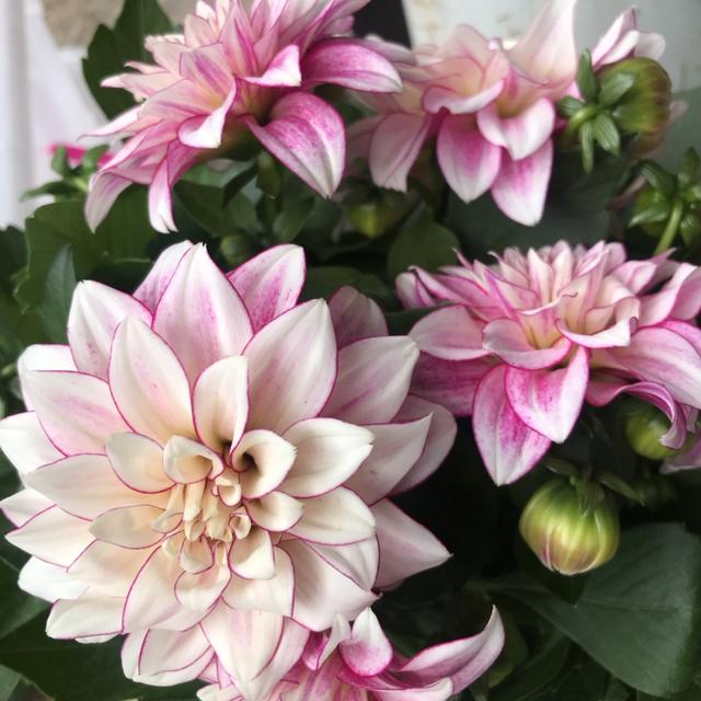 花后养护很重要，如果少做了2件事，来年再也不开花！