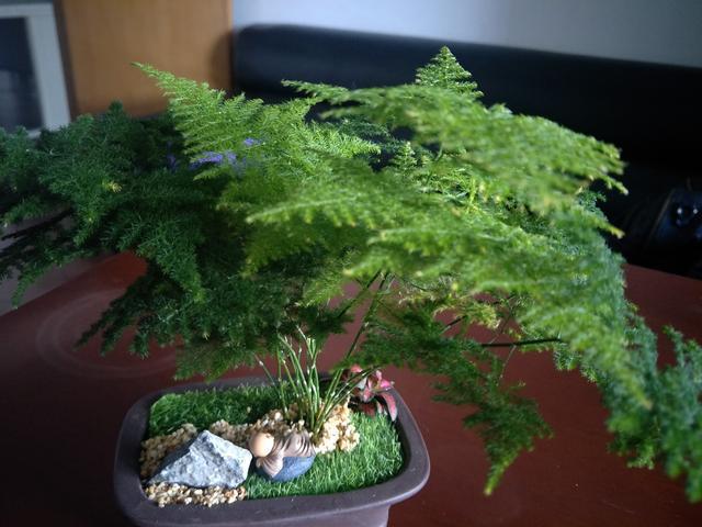 这些漂亮花，个个有后代，别急着修剪，摘一个果，撒在地上一片花