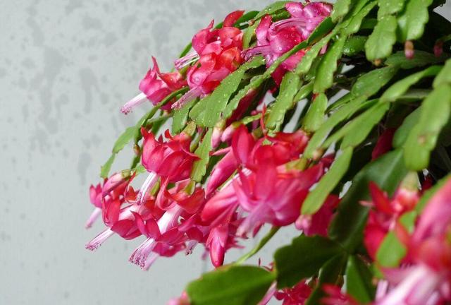 这4种花不能被美丽的外表吸引，夏天谁买谁后悔，不好养活