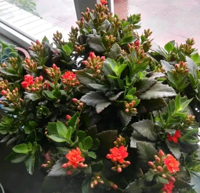阳台环境太闷热，怎么把带花苞的长寿花养开花爆盆？分享2个妙招