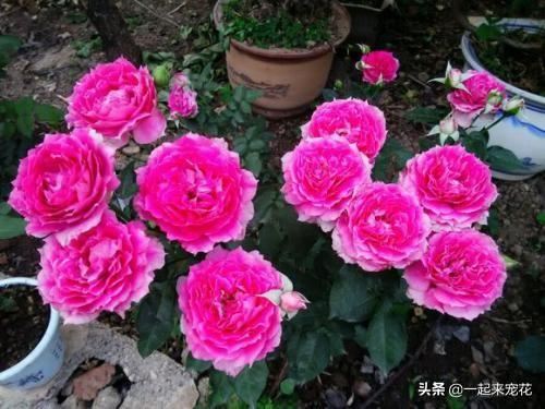 阳台养花选它，花型大香味浓郁，一年四季有花赏