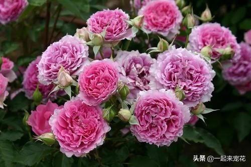 阳台养花选它，花型大香味浓郁，一年四季有花赏