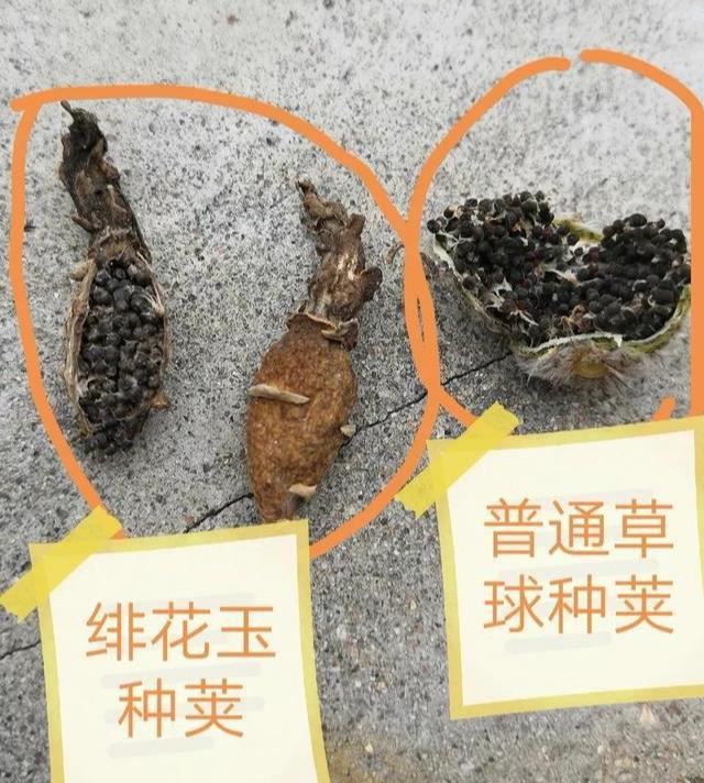 这些漂亮花，个个有后代，别急着修剪，摘一个果，撒在地上一片花