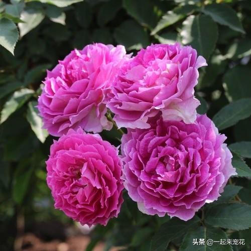阳台养花选它，花型大香味浓郁，一年四季有花赏