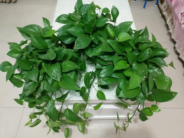 绿萝浇水加点料，叶子翠绿，枝叶疯长不停