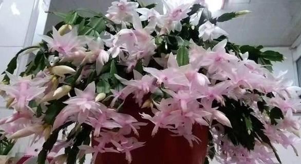 养花需谨记合理施肥，注意"3要素"，盆栽开花又大又漂亮