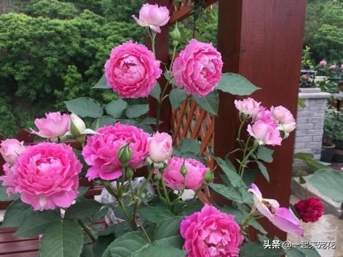 阳台养花选它，花型大香味浓郁，一年四季有花赏