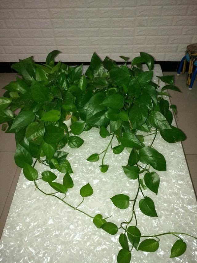 绿萝浇水加点料，叶子翠绿，枝叶疯长不停