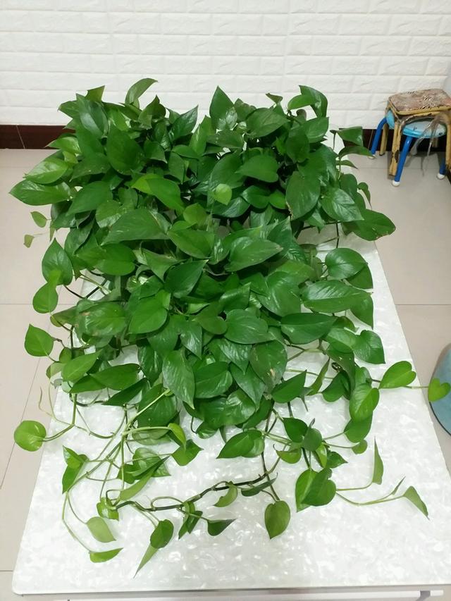 绿萝浇水加点料，叶子翠绿，枝叶疯长不停