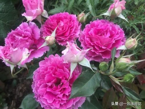 阳台养花选它，花型大香味浓郁，一年四季有花赏