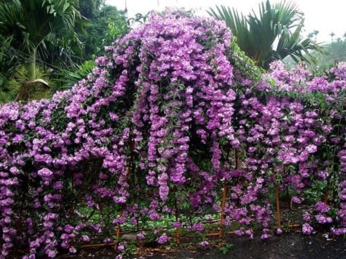 从此识花不求人系列（1）——藤本植物，爬墙达人，垂直绿化高手