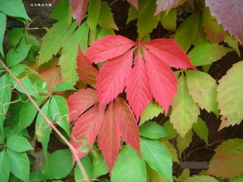 从此识花不求人系列（1）——藤本植物，爬墙达人，垂直绿化高手